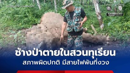 ช้างป่าตายในสวนทุเรียน สภาพผิดปกติ มีสายไฟพันที่งวง-แถมสายไฟมีการตัดต่อที่ผิดปกติ
