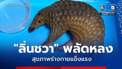 พบ “ลิ่นชวา” พลัดหลง สุขภาพร่างกายแข็งแรงสมบูรณ์ดี ไม่พบบาดแผล เจ้าหน้าที่ดูแลพักฟื้น เตรียมส่งคืนสู่ธรรมชาติ