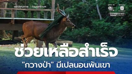 ปลอดภัยแล้ว ! ทีมเจ้าหน้าที่เข้าช่วยเหลือ “กวางป่าเขาใหญ่” มีเศษเปลนอนพันติดบริเวณเขา “สำเร็จ”