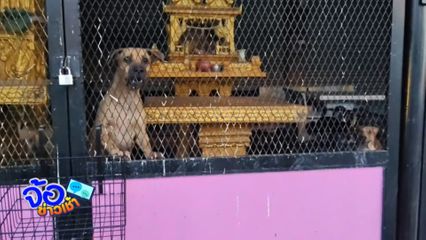 ร้องข้างบ้านเลี้ยงสุนัข ทำเดือดร้อนผู้ป่วยติดเตียง