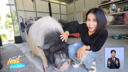 อวดโฉม เจ้ามารวย หมูแคระ น้ำหนัก 200 กก.