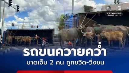 ระทึก รถขนควายคว่ำ เทกระจาดกลางแยกไฟแดง บาดเจ็บ 2 คน ถูกควายขวิด-วิ่งชน