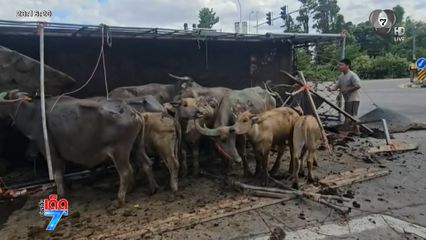 วุ่น ! รถบรรทุกวัว-ควายคว่ำวิ่งขวิดชาวบ้านบาดเจ็บ