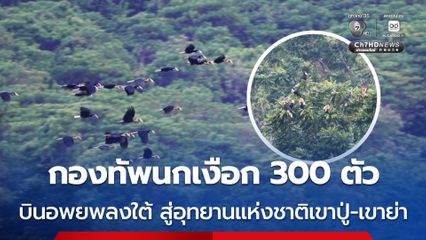 กองทัพนกเงือก 300 ตัว บินอพยพลงใต้ สู่อุทยานแห่งชาติเขาปู่-เขาย่า