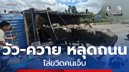 วัว-ควาย หลุดถนน ไล่ขวิดคน