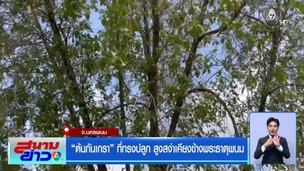 ต้นกันเกรา ที่ทรงปลูก สูงสง่าเคียงข้างพระธาตุพนม