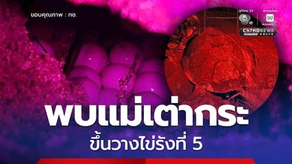 ข่าวดี พบแม่เต่ากระขึ้นวางไข่รังที่ 5 บริเวณหาดท้องหนัน กรมทะเลฯ ติดตามและดูแลอย่างใกล้ชิด
