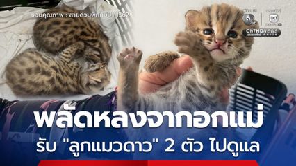 พลัดหลงจากอกแม่ รับ "ลูกแมวดาว" 2 ตัว ไปดูแล