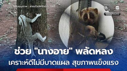 ช่วย “นางอาย” พลัดหลง เคราะห์ดีไม่มีบาดแผล สุขภาพแข็งแรง