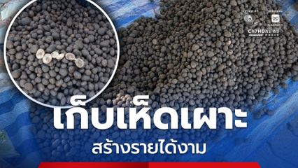ชาวบ้านเก็บเห็ดเผาะขาย สร้างรายได้งาม ราคากก. ละ 500 บาท