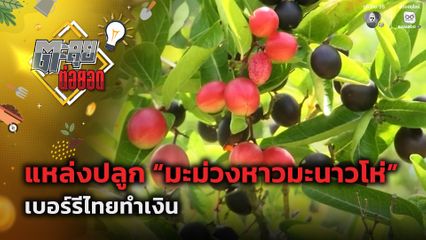ตะลุยต่อยอด : แหล่งปลูกมะม่วงหาวมะนาวโห่ เบอร์รีไทยทำเงิน