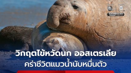 ไข้หวัดนกคร่าชีวิต 'ลูกแมวน้ำช้างใต้' บนเกาะห่างไกลของออสเตรเลีย