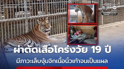 ผ่าตัดเสือโคร่งวัย 19 ปี มีภาวะเล็บงุ้มจิกเนื้อนิ้วเท้าจนเป็นแผล