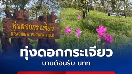 “ทุ่งดอกกระเจียว” บานสะพรั่ง พร้อมต้อนรับนักท่องเที่ยว ที่อุทยานแห่งชาติป่าหินงาม จ.ชัยภูมิ
