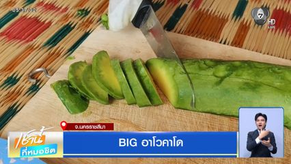 BIG อาโวคาโด จ.นครราชสีมา