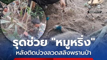 จนท.ห้วยศาลา รุดช่วย "หมูหริ่ง"  หลังพลาดท่าขารัดติดอยู่กับบ่วงลวดสลิงของพรานป่า