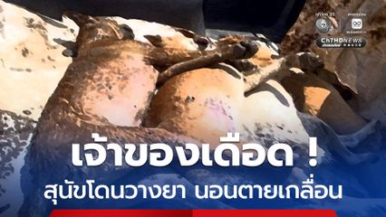 เจ้าของโกรธจัด สุนัขโดนวางยาถึงที่ นอนตายเกลื่อน