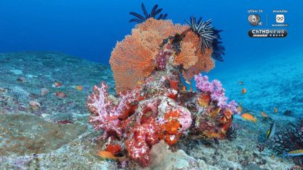 อุทยานแห่งชาติหมู่เกาะสิมิลัน จ.พังงา ได้เปิดเผยความงดงามใต้ท้องทะเลอันดามัน สะท้อนความอุดมสมบูรณ์ของธรรมชาติ 