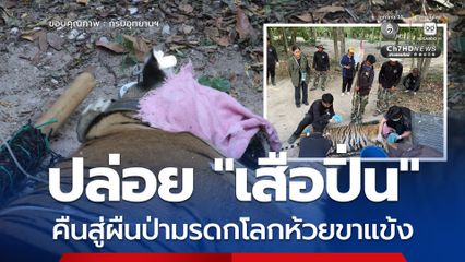 ปล่อย “เสือปิ่น” คืนสู่ผืนป่ามรดกโลกห้วยขาแข้ง