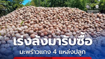 ตั้งเป้า 9 ล้านลูก แก้ปัญหามะพร้าวแกง ตามนโยบายเร่งด่วน “ศุภจี” เผยพาณิชย์จังหวัด 4 จังหวัดแหล่งปลูก เร่งประสานโรงงาน ล้งเข้ารับซื้อ