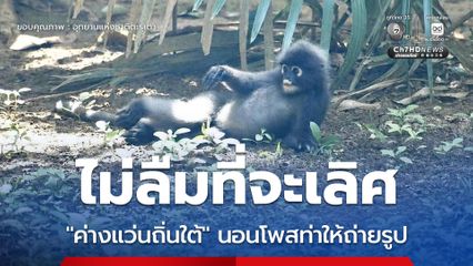 ไม่ลืมที่จะเลิศ “ค่างแว่นถิ่นใต้” นอนโพสท่าให้ถ่ายรูป