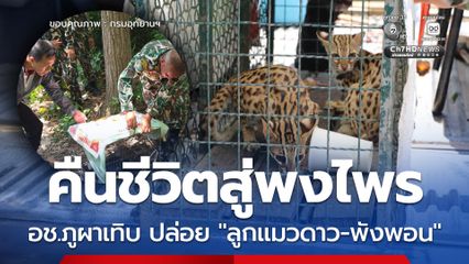 คืนชีวิตสู่พงไพร อช.ภูผาเทิบ ปล่อย “ลูกแมวดาว-พังพอน”