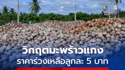 จ.ประจวบคีรีขันธ์ มะพร้าวแกงราคาร่วง เหลือลูกละ 5 บาท
