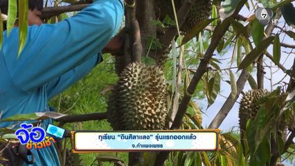 ทุเรียน “ดินศิลาแลง” รุ่นแรกออกแล้ว จ.กำแพงเพชร