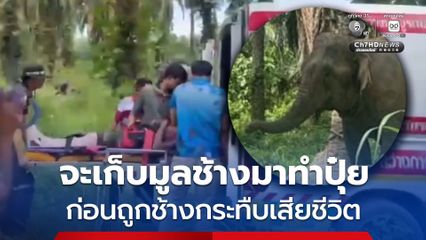ชายวัย 49 ปี ถูกช้างกระทืบเสียชีวิต หลังเข้าไปเก็บมูลช้างมาทำปุ๋ย