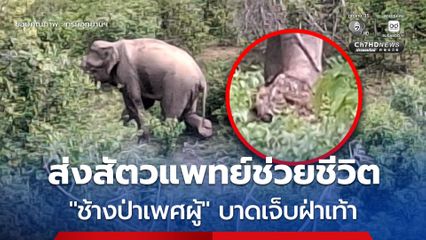 สบอ.3 สาขาเพชรบุรี สนธิกำลังเฝ้าระวัง “ช้างป่าเพศผู้” บาดเจ็บฝ่าเท้า หลุดนอกเขตป่า พร้อมเร่งส่งสัตวแพทย์ลงพื้นที่เข้าช่วยชีวิตช้างป่า