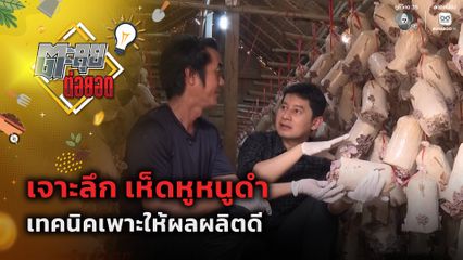 ตะลุยต่อยอด : เจาะลึก เห็ดหูหนูดำ เทคนิคเพาะให้ผลผลิตดี