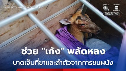 ช่วย “เก้ง” พลัดหลง บาดเจ็บที่ขาและลำตัวจากการชนผนัง