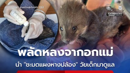 พลัดหลงจากอกแม่ นำ “ชะมดแผงหางปล้อง” วัยเด็กมาดูแล