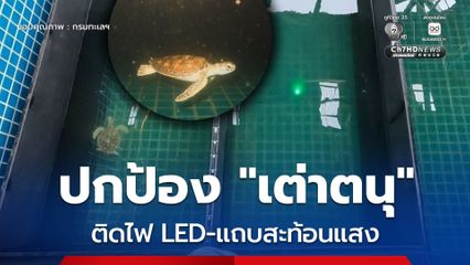 กรมทะเลฯ เดินหน้าปกป้อง “เต่าตนุ” ทดลองใช้ไฟ LED–แถบสะท้อนแสง ลดการสูญเสียจากเครื่องมือประมงประเภทอวนติดตา