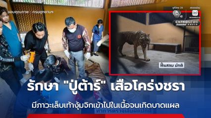 รักษา “ปู่ต้าร์” เสือโคร่งชรา มีภาวะเล็บเท้างุ้มจิกเข้าไปในเนื้อจนเกิดบาดแผล