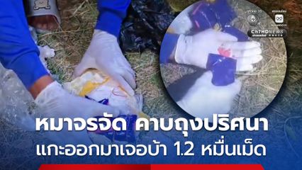 หมาจรจัด คาบถุงปริศนา แกะออกมาเจอบ้า 1.2 หมื่นเม็ด