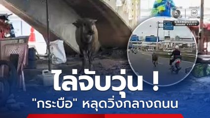 ไล่จับวุ่น !  'ลูกกระบือ' หลุดวิ่งกลางถนนพหลโยธิน หวั่นเกิดอันตราย