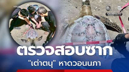 กรมทะเลฯ รุดตรวจสอบซาก "เต่าตนุ" เกยตื้นบริเวณริมชายหาดวอนนภา หลังได้รับแจ้งเหตุจากพลเมืองดี