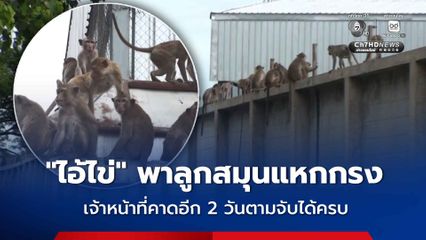 “ไอ้ไข่” ลิงแสมลพบุรี พาลูกสมุนกว่า 70 ตัว แหกกรงออกมาหาของกิน