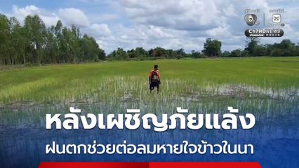 ชาวนาชายแดน จ.สุรินทร์ เฮ ฝนตกหนักช่วยต่อลมหายใจข้าวในนา หลังเผชิญภัยแล้ง จากฝนทิ้งช่วง