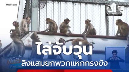 ไล่จับวุ่น ลิงแสมยกพวกแหกกรงขัง