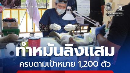 สบอ.3 สาขาเพชรบุรี ทำหมันลิงแสม ครบตามเป้าหมาย 1,200 ตัว ป้องกันและควบคุมโรคติดต่อจากสัตว์สู่คน
