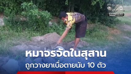 หมาจรจัดในสุสาน ถูกวางยาเบื่อตายนับ 10 ตัว บางตัวมีร่องรอยบาดแผลคล้ายถูกยิง
