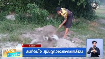 สะเทือนใจ สุนัขถูกวางยาตายเกลื่อน จ.ชลบุรี