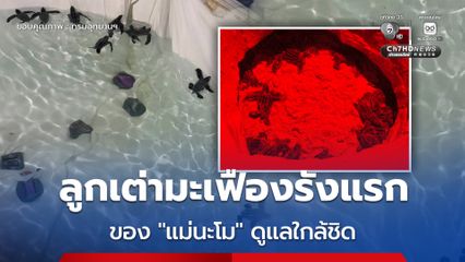 อุทยานแห่งชาติเขาลำปี-หาดท้ายเหมือง เผยข่าวดี ลูกเต่ามะเฟืองรังแรกของ "แม่นะโม" เร่งดูแลใกล้ชิดก่อนปล่อยคืนสู่ธรรมชาติ