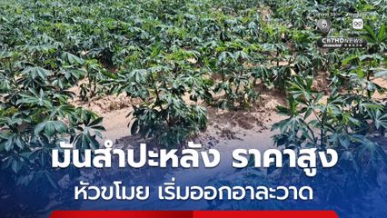 มันสำปะหลัง ราคาพุ่ง หัวขโมยออกอาละวาดตระเวนขโมยขุดหัวมันไปขาย