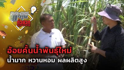 ตะลุยต่อยอด : อ้อยคั้นน้ำพันธุ์ใหม่ น้ำมาก หวานหอม ผลผลิตสูง