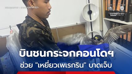 บินชนกระจกคอนโดฯ ช่วย “เหยี่ยวเพเรกริน” บาดเจ็บ
