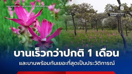 ดอกกระเจียวบานเร็วกว่าปกติ 1 เดือน และบานพร้อมกันเยอะที่สุดเป็นประวัติการณ์
