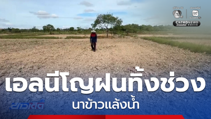 ฝนทิ้งช่วง นาข้าวแล้งน้ำ จ.นครราชสีมา